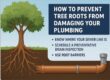How to prevent tree roots from damaging your plumbing
